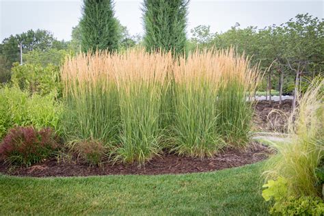 Grass Karl Foerster Feather Reed Tree Top Nursery And Landscape Inc