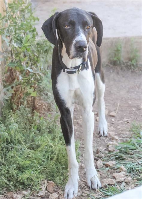 Adoptable pups / contests and more!. Great Dane Puppies North Texas - Pets Ideas