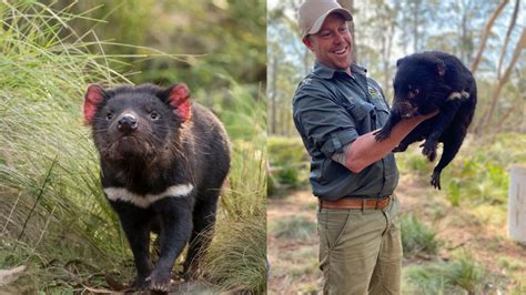 First Tasmanian Devils Born In The Wild On The Mainland In 3000 Years