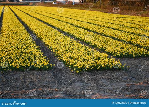 Fields Of Yellow Daffodils On The Sunset Editorial Photo Image Of
