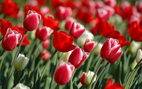 Tulips Spring 1 Facebook Covers Wallpapers Hd