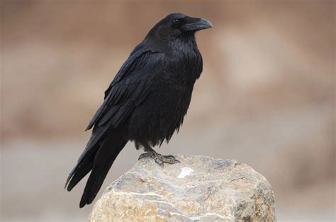 Fascinating And Fearful Raven Facts