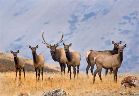 Deer And Elk Abundance And Sex Ratio Veterinary Genetics Laboratory