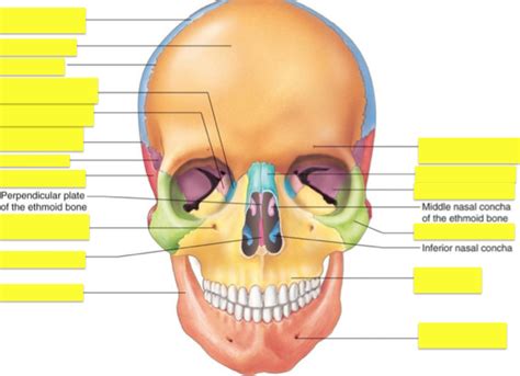 Surface Features Of The Skull Bones Pt 5 Diagram Quizlet