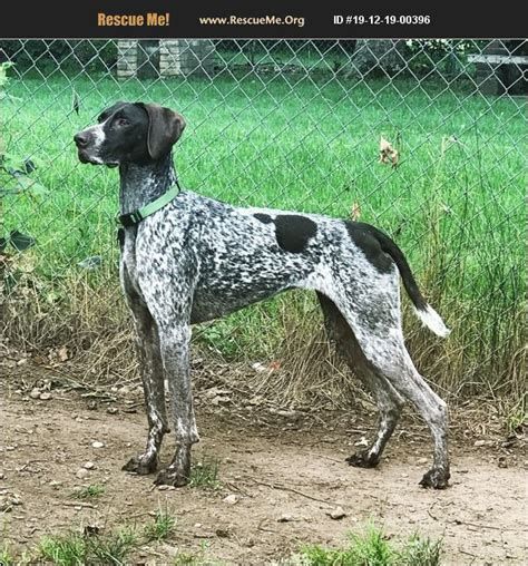 Hi my name is brutus, but i also respond to brutus the cutest and brutie patootie. i came into rescue on june 12th, which was the last day i will ever live outside tied to a tree. ADOPT 19121900396 ~ German Shorthaired Pointer Rescue ...