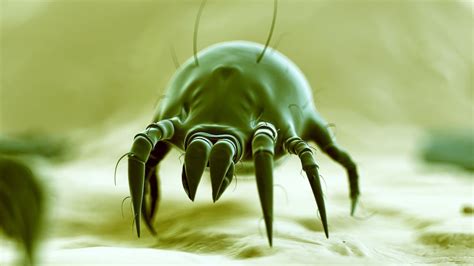 How To Get Rid Of Dust Mites In Your Bed Techradar
