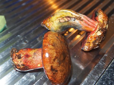 Boletus erythropus, pie rojo, mataparents…. Risotto de Boletus erythropus ~ Andreíta come de todo