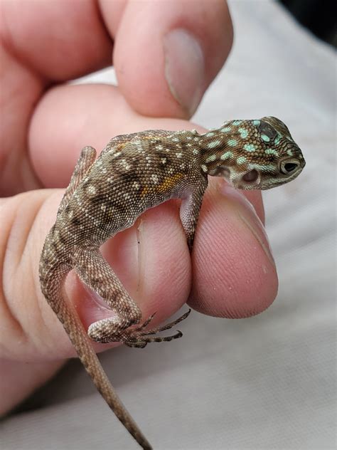 Red Headed Agama Hatchling Caught And Released In My Backyard Lizards