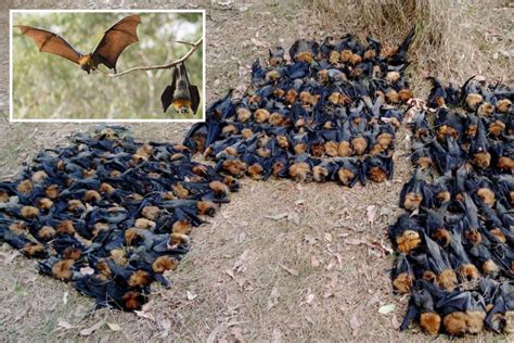 Plague Of Colossal ‘flying Fox Bats Infected With Rabies Like Disease