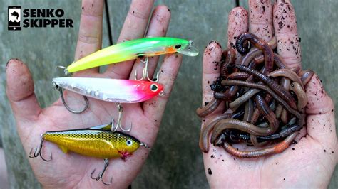 Pier Fishing Which Works Better Lures Vs Live Bait Fishing News Latest