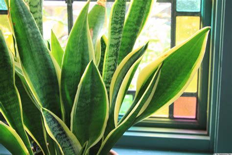 6 Houseplants That Are Low Maintenance And Easy To Care For Photos Huffpost