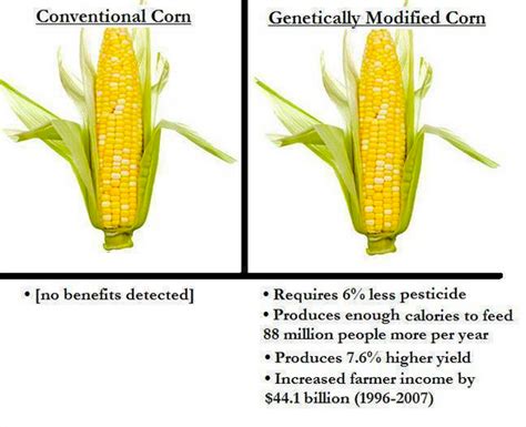 Why Is Genetically Modified Food Used Example