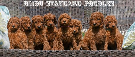 Toy Poodle Full Grown Red Wow Blog