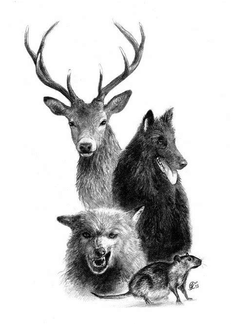 Sirius black in dog form taken by james potter | sirius. Sirius Black aka Padfoot | Harry Potter Amino