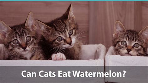 Should you give them a bite of this fruit? Can Cats Eat Watermelons Or Is It Bad For Them?