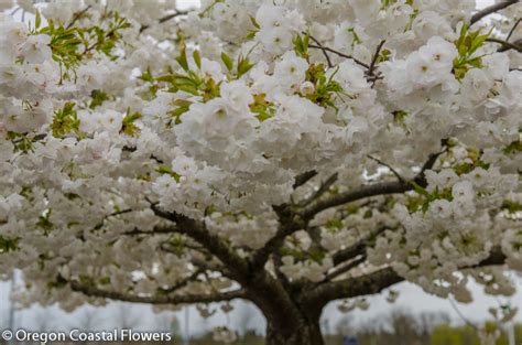 A white spruce tree is a large sized, coniferous evergreen tree that is commonly found in the boreal forests of north america. White Cherry Flowering Branches 3.27.17 | Oregon Coastal ...