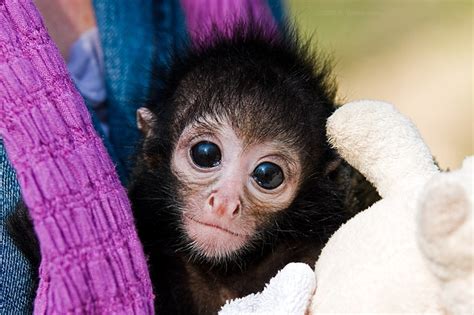 Baby Spider Monkey Monkey Love Pinterest