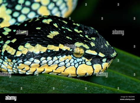 Temple Pit Viper Trimeresurus Wagleri Cloided Around Plant In