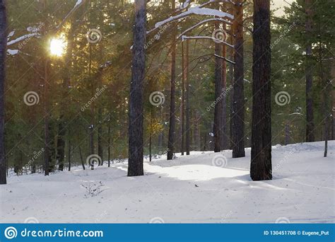 Sunbeams Crowns Of Pine Trees In The Forest On A Cold Winter Day