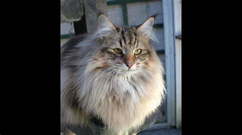 Photos, videos, and gifs of long haired cats. The Best Long Haired Cat Breeds - YouTube