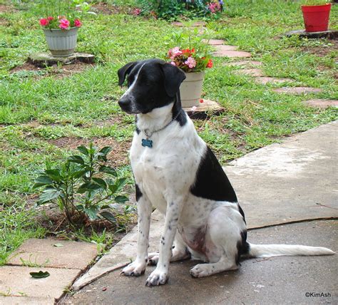 The pointer border collie mix, is a mixed breed dog resulting from breeding the border collie and the german shorthaired pointer. My Hubbys Dog, London. She is a german shorthaired pointer ...
