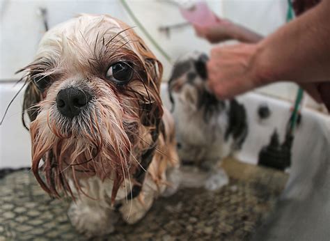 Generally, if it doesn't contain flea and tick killers it's likely safe, but you'll want to ask your vet to be sure, or call the company that makes it. Can You Use Human Shampoo on Dogs? - Ground Report