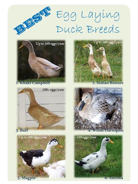 Best Egg Laying Duck Breeds For Your Homestead Duck Breeds Egg