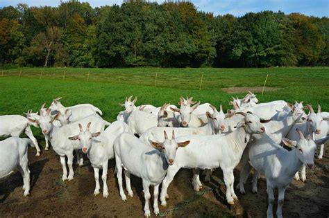 Goat Farming Government Scheme Farm House