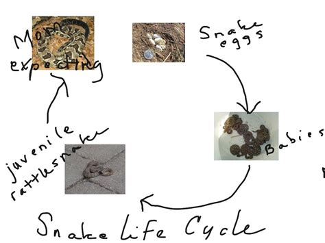 Rattlesnake Life Cycle Science Showme