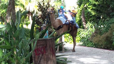 The zoo gift shop, machaba curios, in the welcome plaza has. miami zoo camel ride - YouTube