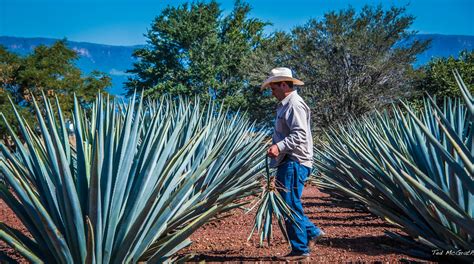 Blue agaves sprout a stalk when about five years old that can grow an additional 5 meters (16 ft); 2017 - Mexico - Tequila - Blue Agave Plants | On the road ...