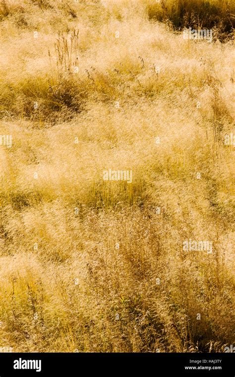 Grasses Golden With Fall Color Near Phantom Lake Blacktail Deer
