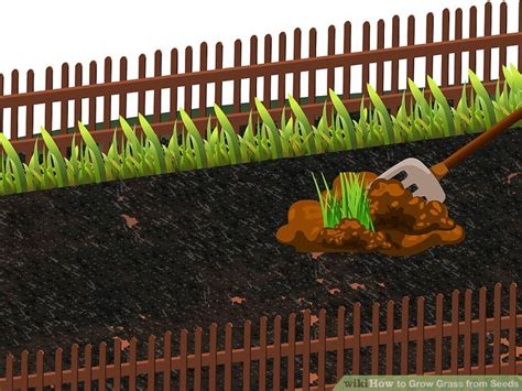 Broadleaf weeds such as dandelions and clover that persist can easily be eliminated the following spring with a herbicide application. 4 Ways to Grow Grass from Seeds - wikiHow