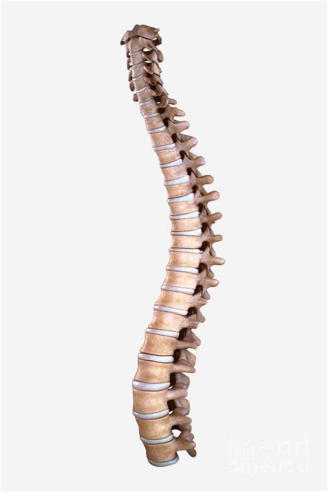 Spinal Bones Photograph By Science Picture Co Fine Art America