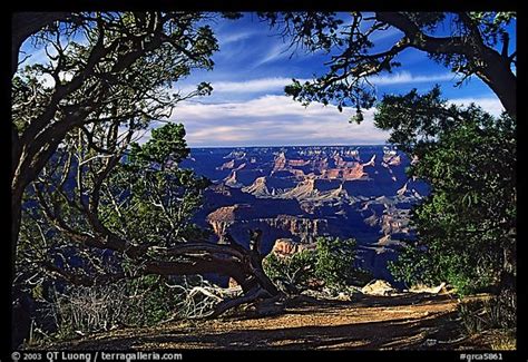 Picturephoto Grand Canyon Framed By Trees Grand Canyon National Park