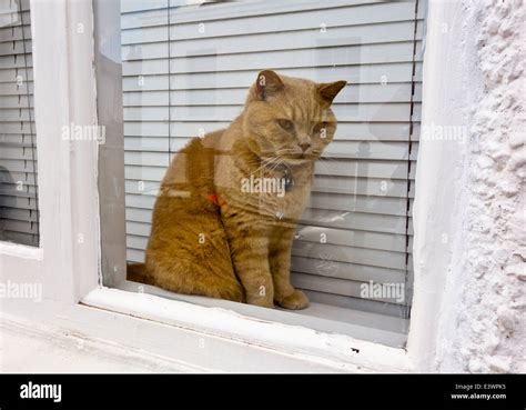 Ginger Tabby Cat In Window Stock Photo Alamy