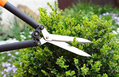 Mastering The Art Of Pruning Shrubs Chapel Valley Landscape Company
