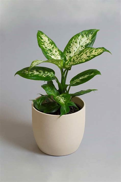 Dieffenbachia Compacta Table Top Indoor Plants Plantshopme