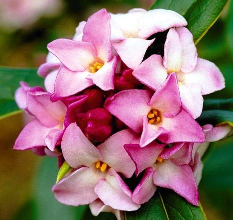 Best fragrant flowers to grow indoors. Fragrant Flowers And Plants For Heavenly Scented Home