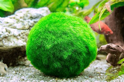 Mosses are fans of damp environments, so it's important to make sure that keep the soil consistently moist for your plant. Top 5 Favorite Plants: What are the best plants for a ...