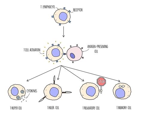 Immune Response A Level — The Science Hive