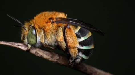 Bbc Earth The Australian Bee That Has Learned To Headbang