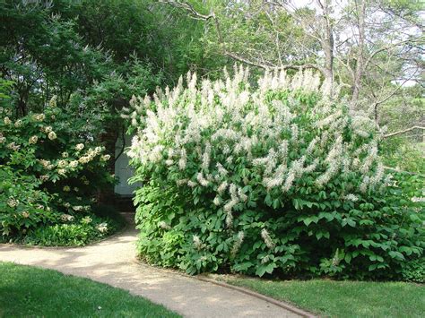 Give Lots Of Space To Bottlebrush Buckeye What Grows There Hugh