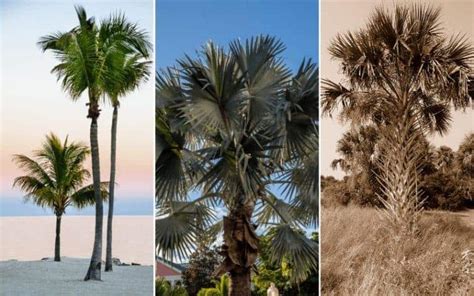 13 Types Of Palm Trees In Florida With Scientific Names