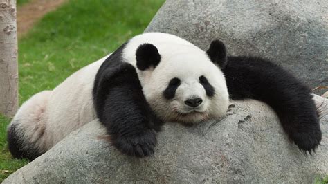 Pandas Fall Asleep Almost Anywhere In The Funniest Positions