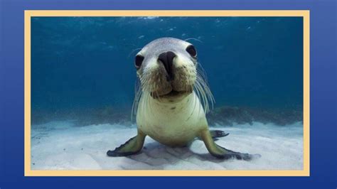 Learn Sea Animals Name and Sound - Educational Video for Kids - 198