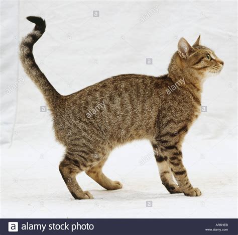Female Mackerel Tabby Cat Standing Kinked Tail Looking Up