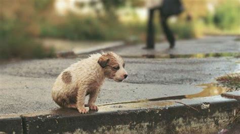 Una Mujer Abandonó A Un Perro En La Calle Y Generó Indignación En Las