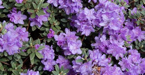 Ask A Master Gardener — Rhododendrons Shrubs For All Seasons 360
