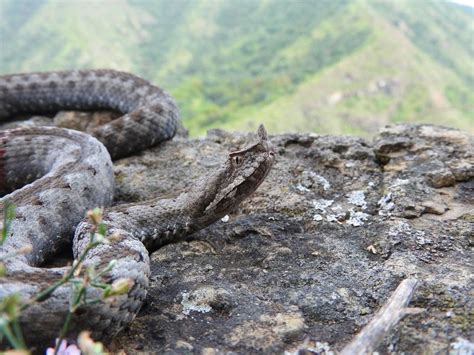 Tijana Cubric Nose Horned Viper In Serbia Continuation Of Monitoring